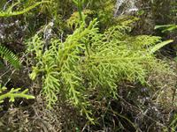 Mauritius: Wanderung im Black River NP &ndash; &copy; Britt Reuter-Bracklow (Eberhardt TRAVEL)
