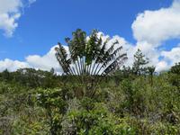 Mauritius: Wanderung im Black River NP - der Baum der Reisenden &ndash; &copy; Britt Reuter-Bracklow (Eberhardt TRAVEL)