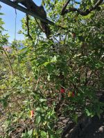 Blandys Garten &ndash; &copy; Philip Seidel (Eberhardt TRAVEL)