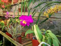Im Orchideengarten &ndash; &copy; Steffen Mucke (Eberhardt TRAVEL)