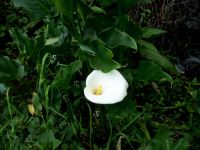 Flora &ndash; &copy; Steffen Mucke (Eberhardt TRAVEL)