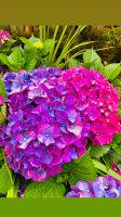 Hortensie