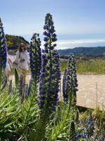 Madeira-Natternkopf &ndash; &copy; Vicky Kern (Eberhardt TRAVEL)