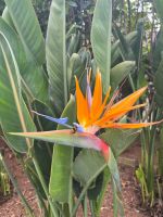 Strelitzie &ndash; &copy; Vicky Kern (Eberhardt TRAVEL)