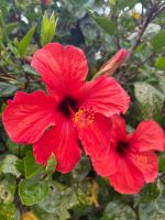 Hibiskus &ndash; &copy; Vicky Kern (Eberhardt TRAVEL)