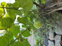 Levada-Wanderung &ndash; &copy; Vicky Kern (Eberhardt TRAVEL)