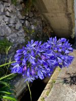 Schmucklilien - Agaphantus &ndash; &copy; Vicky Kern (Eberhardt TRAVEL)