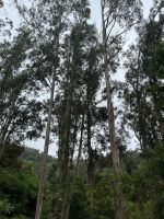 Eukalyptus-Bäume &ndash; &copy; Vicky Kern (Eberhardt TRAVEL)