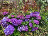 Hortensien &ndash; &copy; Vicky Kern (Eberhardt TRAVEL)