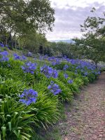 Palheiro Gardens &ndash; &copy; Vicky Kern (Eberhardt TRAVEL)