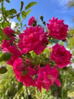 Palheiro Gardens &ndash; &copy; Vicky Kern (Eberhardt TRAVEL)