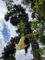 Palheiro Gardens &ndash; &copy; Vicky Kern (Eberhardt TRAVEL)