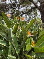 Palheiro Gardens