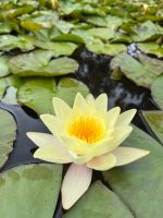 Palheiro Gardens &ndash; &copy; Vicky Kern (Eberhardt TRAVEL)