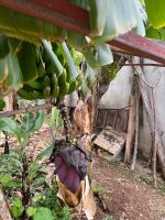 Bananenblüte &ndash; &copy; Vicky Kern (Eberhardt TRAVEL)