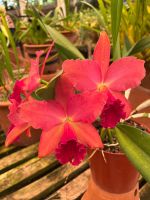 Orchideengarten &ndash; &copy; Vicky Kern (Eberhardt TRAVEL)