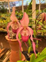 Orchideengarten &ndash; &copy; Vicky Kern (Eberhardt TRAVEL)
