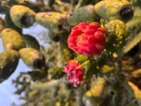 Canico de Baixo &ndash; &copy; Vicky Kern (Eberhardt TRAVEL)