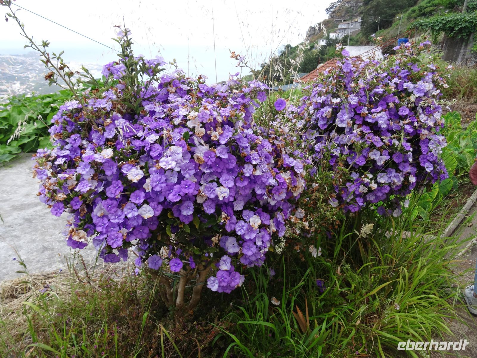 Levada Wanderung - Freesien &ndash; &copy; Hans-Joachim Trutz (Eberhardt TRAVEL)
