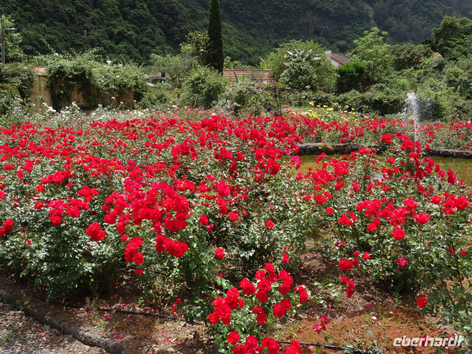 im Rosengarten &ndash; &copy; Hans-Joachim Trutz (Eberhardt TRAVEL)