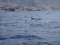 Santa Maria - Delphine begleiten uns &ndash; &copy; Hans-Joachim Trutz (Eberhardt TRAVEL)