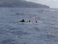 Delphine begleiten uns &ndash; &copy; Hans-Joachim Trutz (Eberhardt TRAVEL)