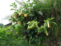 Levada Wanderung - Trompetenbaum &ndash; &copy; Hans-Joachim Trutz (Eberhardt TRAVEL)