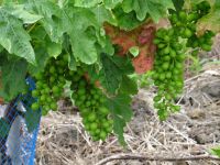 Weinberg &ndash; &copy; Hans-Joachim Trutz (Eberhardt TRAVEL)