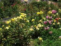 im Rosengarten &ndash; &copy; Hans-Joachim Trutz (Eberhardt TRAVEL)