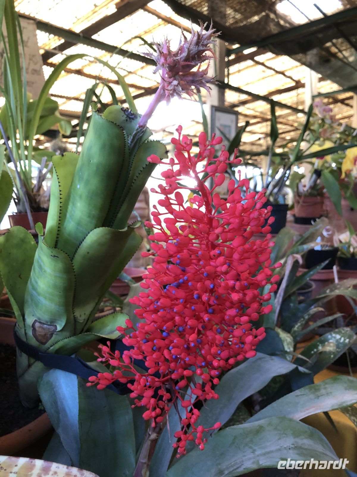 Blumenpracht  &ndash; &copy; Sabine C. Seifert (Eberhardt TRAVEL)