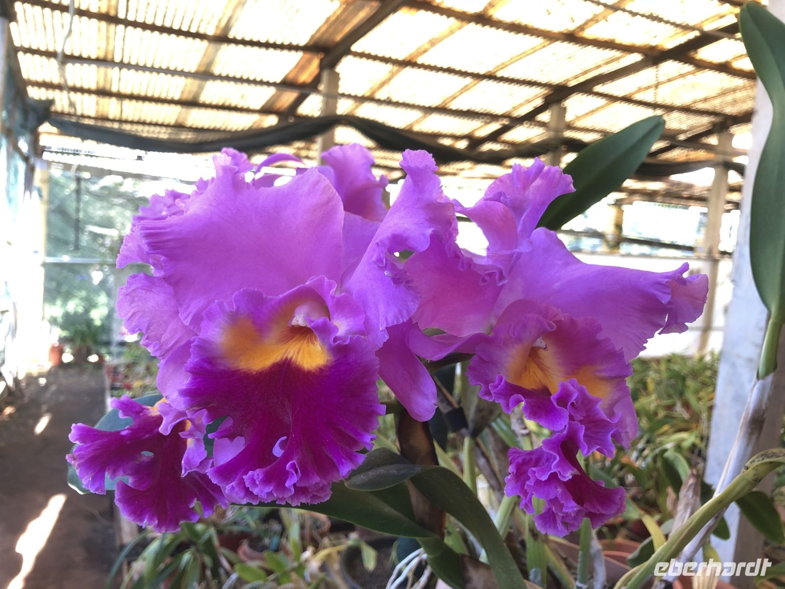Orchideenpracht &ndash; &copy; Sabine C. Seifert (Eberhardt TRAVEL)