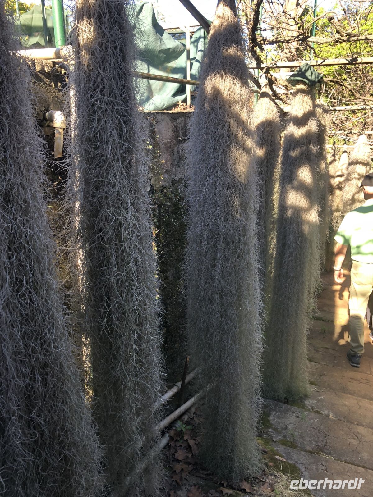 meterlange Tillandsien &ndash; &copy; Sabine C. Seifert (Eberhardt TRAVEL)