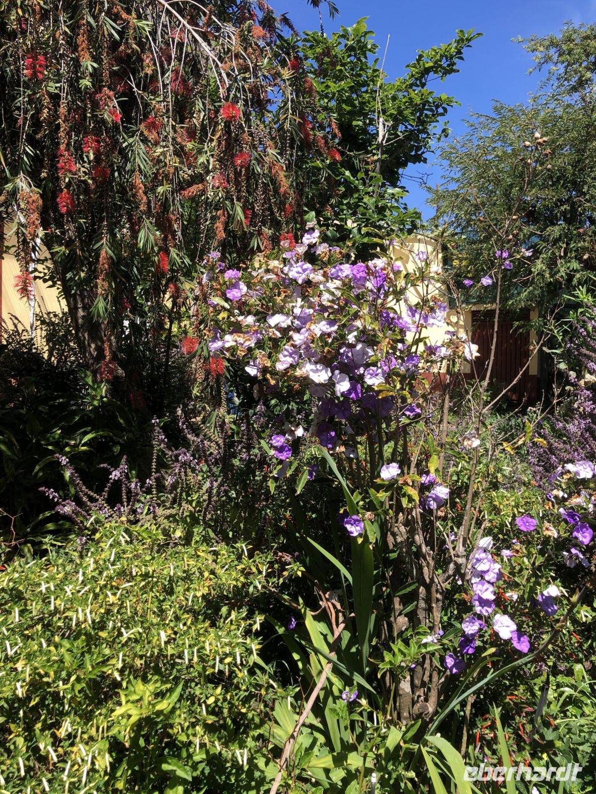 Gestern, Heut und Morgen - Brunfelsia &ndash; &copy; Sabine C. Seifert (Eberhardt TRAVEL)