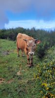 Wanderung an der Levada do Paul &ndash; &copy; Sabine C. Seifert (Eberhardt TRAVEL)