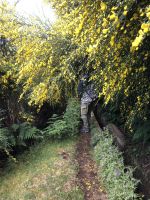Ginster, Ginster, Ginster &ndash; &copy; Sabine C. Seifert (Eberhardt TRAVEL)