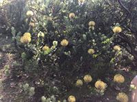 Gelbe Proteas &ndash; &copy; Sabine C. Seifert (Eberhardt TRAVEL)
