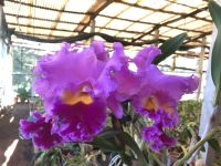 Orchideenpracht &ndash; &copy; Sabine C. Seifert (Eberhardt TRAVEL)