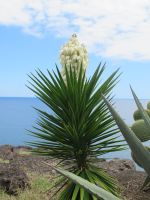 Kerzen Palmlilie &ndash; &copy; Marieta Beck (Eberhardt TRAVEL)