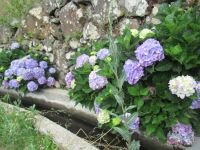 Levada do Marocos - Hortensien &ndash; &copy; Marieta Beck (Eberhardt TRAVEL)