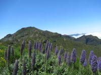 Madeira-Natternkopf (Echium candicans) &ndash; &copy; Marieta Beck (Eberhardt TRAVEL)