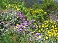 Gelb-Lila &ndash; &copy; Marieta Beck (Eberhardt TRAVEL)