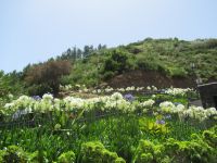 Agapanthus - Schmucklilien &ndash; &copy; Marieta Beck (Eberhardt TRAVEL)