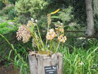 Orchideen.JPG &ndash; &copy; Marieta Beck (Eberhardt TRAVEL)