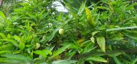 Cherimoya &ndash; &copy; Ria Heilmann (Eberhardt TRAVEL)