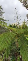 Baumfarn &ndash; &copy; Ria Heilmann (Eberhardt TRAVEL)