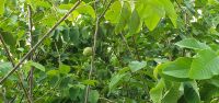 Cherimoya &ndash; &copy; Ria Heilmann (Eberhardt TRAVEL)