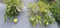 Melonenapfel &ndash; &copy; Ria Heilmann (Eberhardt TRAVEL)