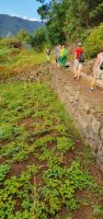 Süsskartoffeln bei der Levada Wanderung
