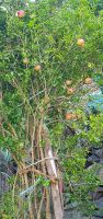 Granat >Äpfel &ndash; &copy; Ria Heilmann (Eberhardt TRAVEL)