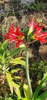 Amaryllis &ndash; &copy; Ria Heilmann (Eberhardt TRAVEL)